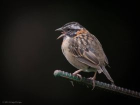 Rufous-collared sparrow photograph by Lloyd Cripes, Boquete, Panama – Best Places In The World To Retire – International Living